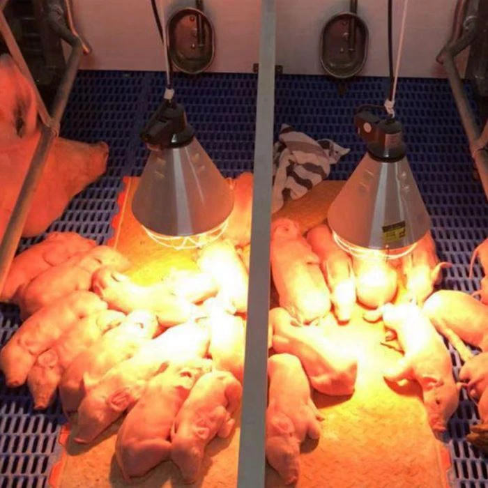Applicable places for Animal Heating Lamp Cover for Pig